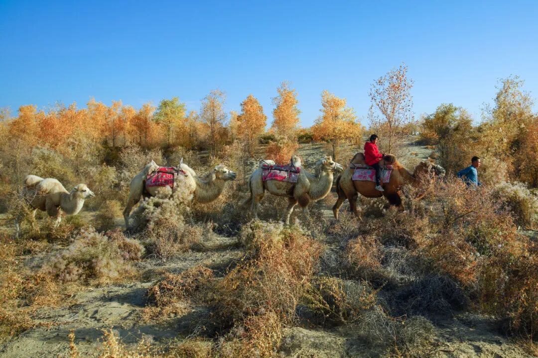《驼队漫行》赵建国