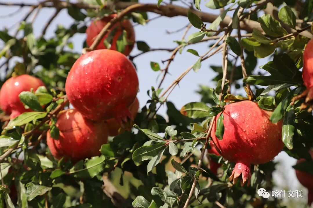 叶城县大籽石榴&nbsp; 马甲兵