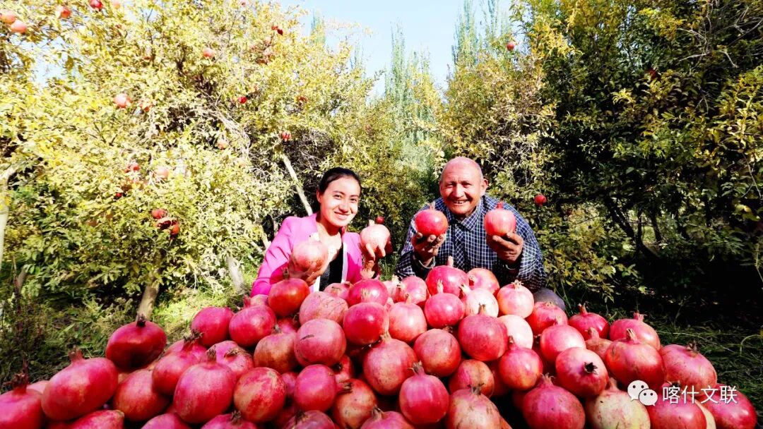 石榴大丰收&nbsp; 叶城县融媒体中心