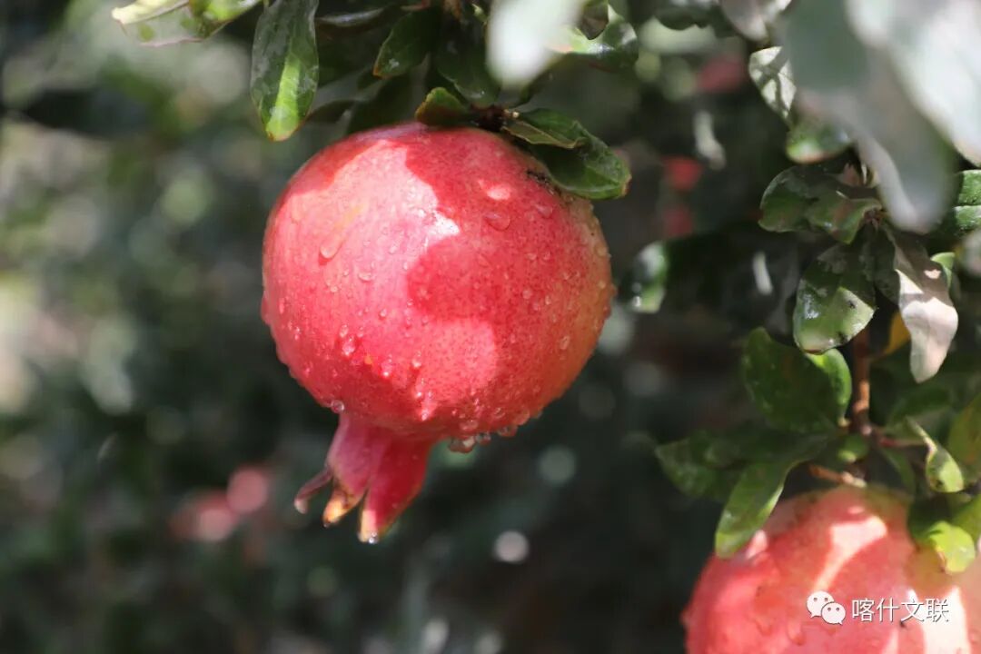 叶城县大籽石榴&nbsp; 马甲兵