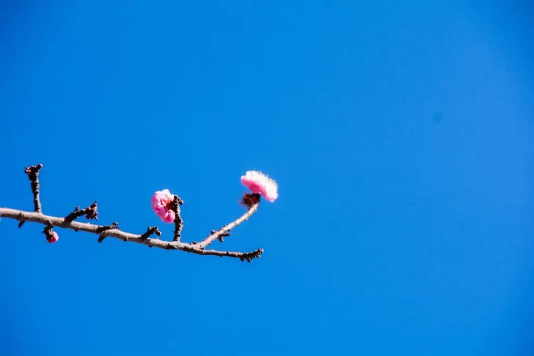 能补阳气还能瘦肚子的中成药！坚持外用也有效，不一定要口服...