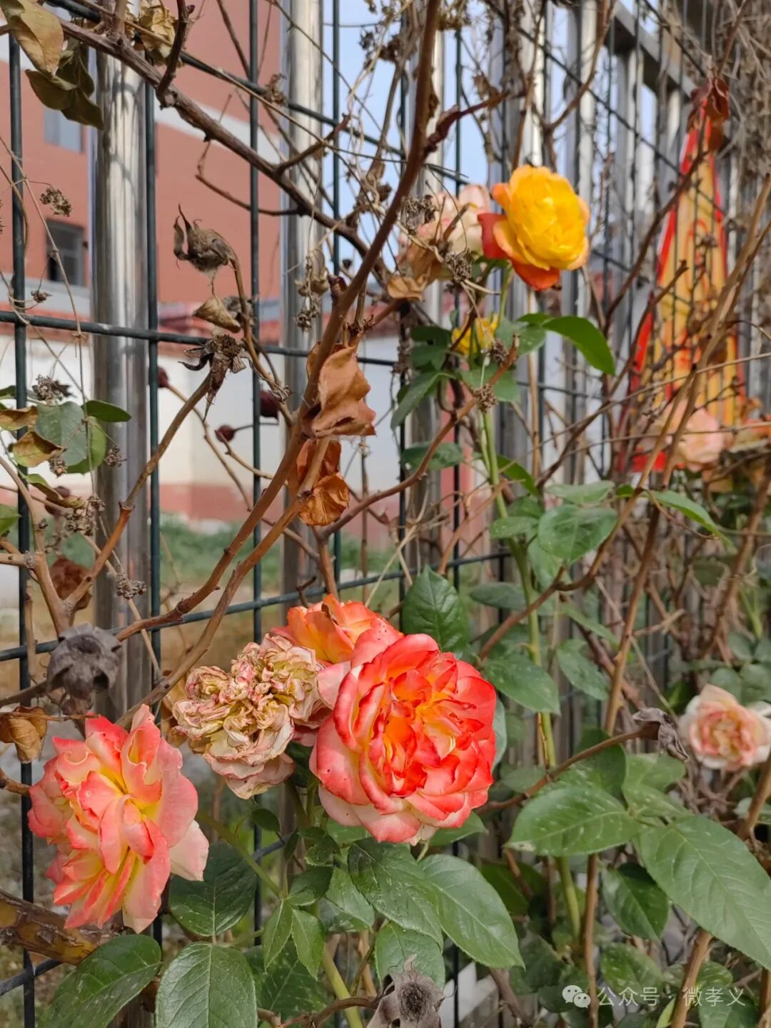 城市小游园之「崇孝园」