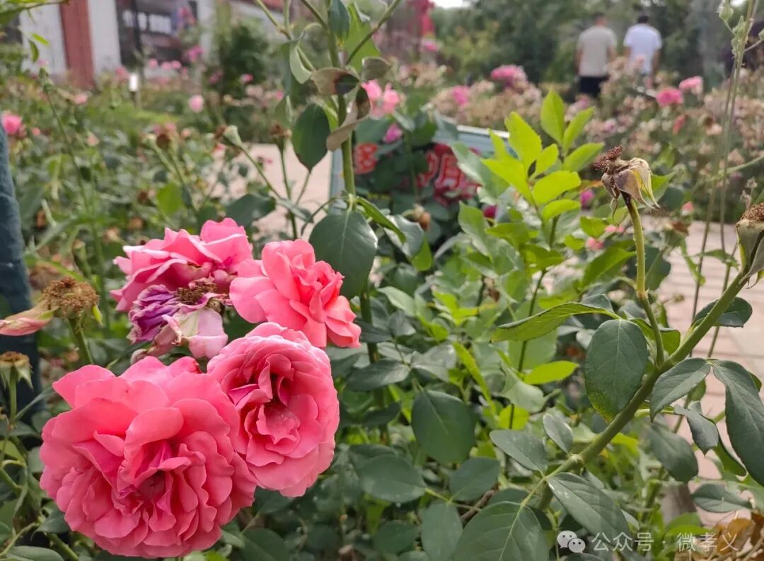 城市小游园之「崇孝园」