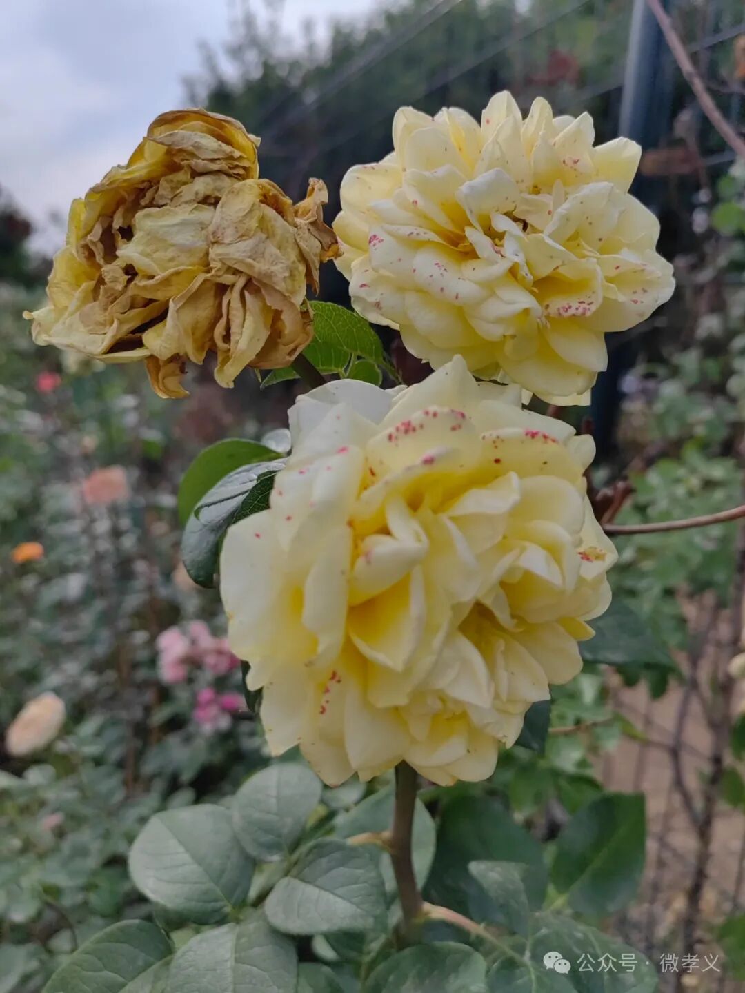 城市小游园之「崇孝园」