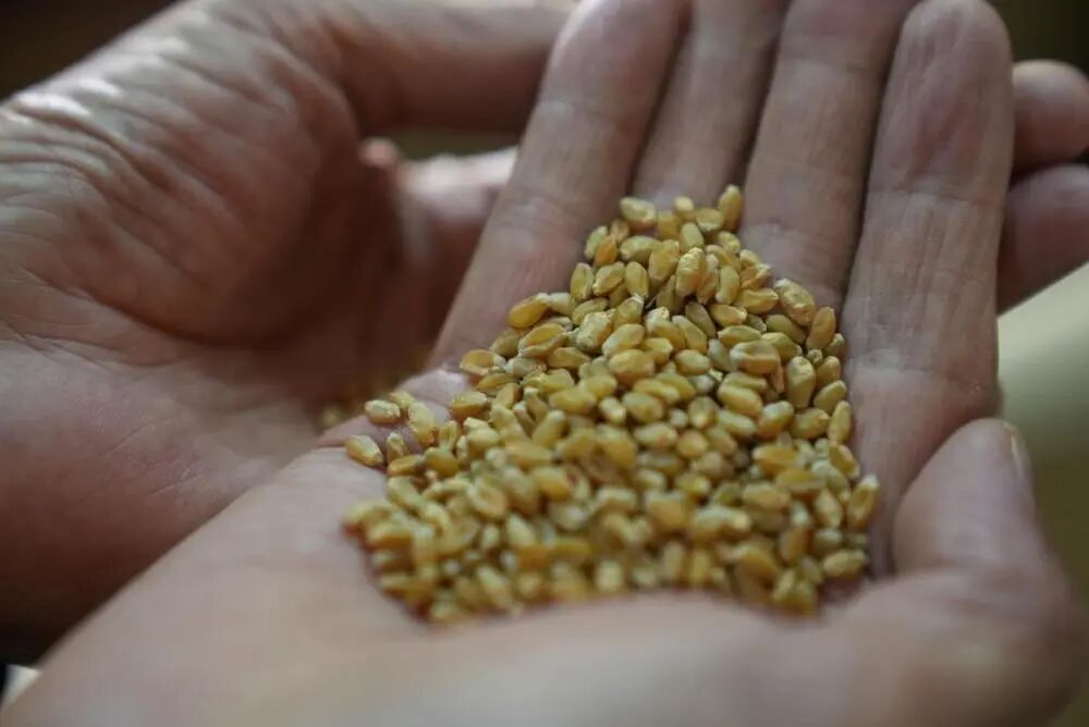 一场等了两年的“麦种之约” | 两会走笔