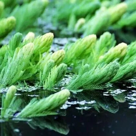 水生植物花卉，水中的精灵，一次看个够