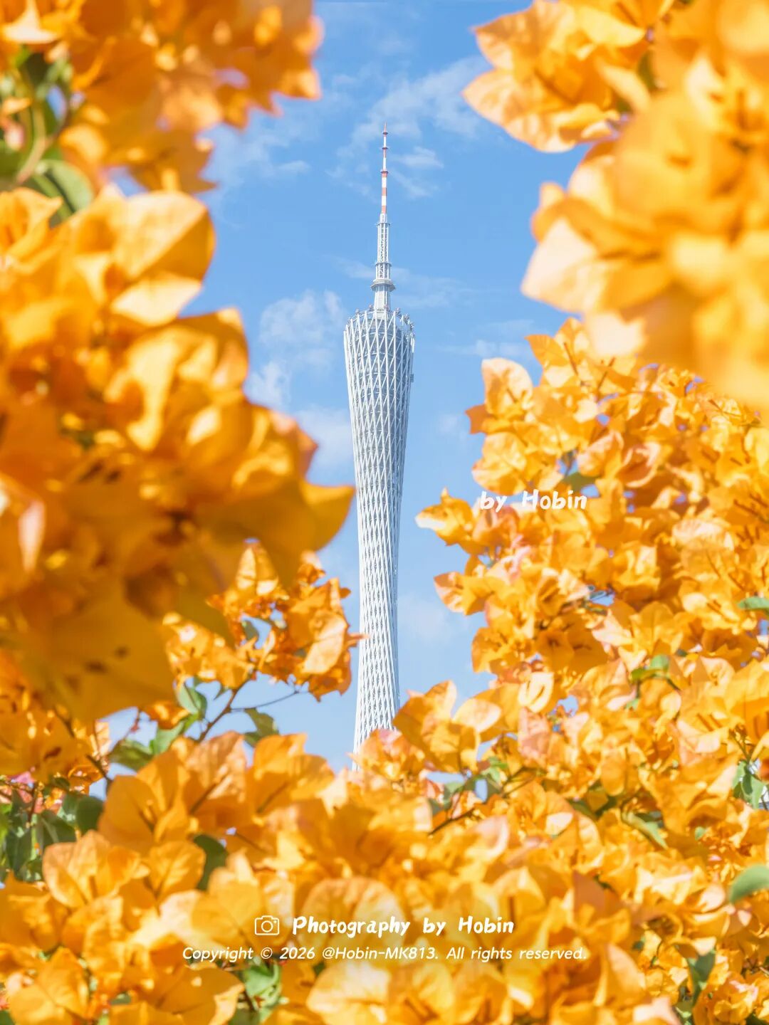 金色三角梅-005.jpg