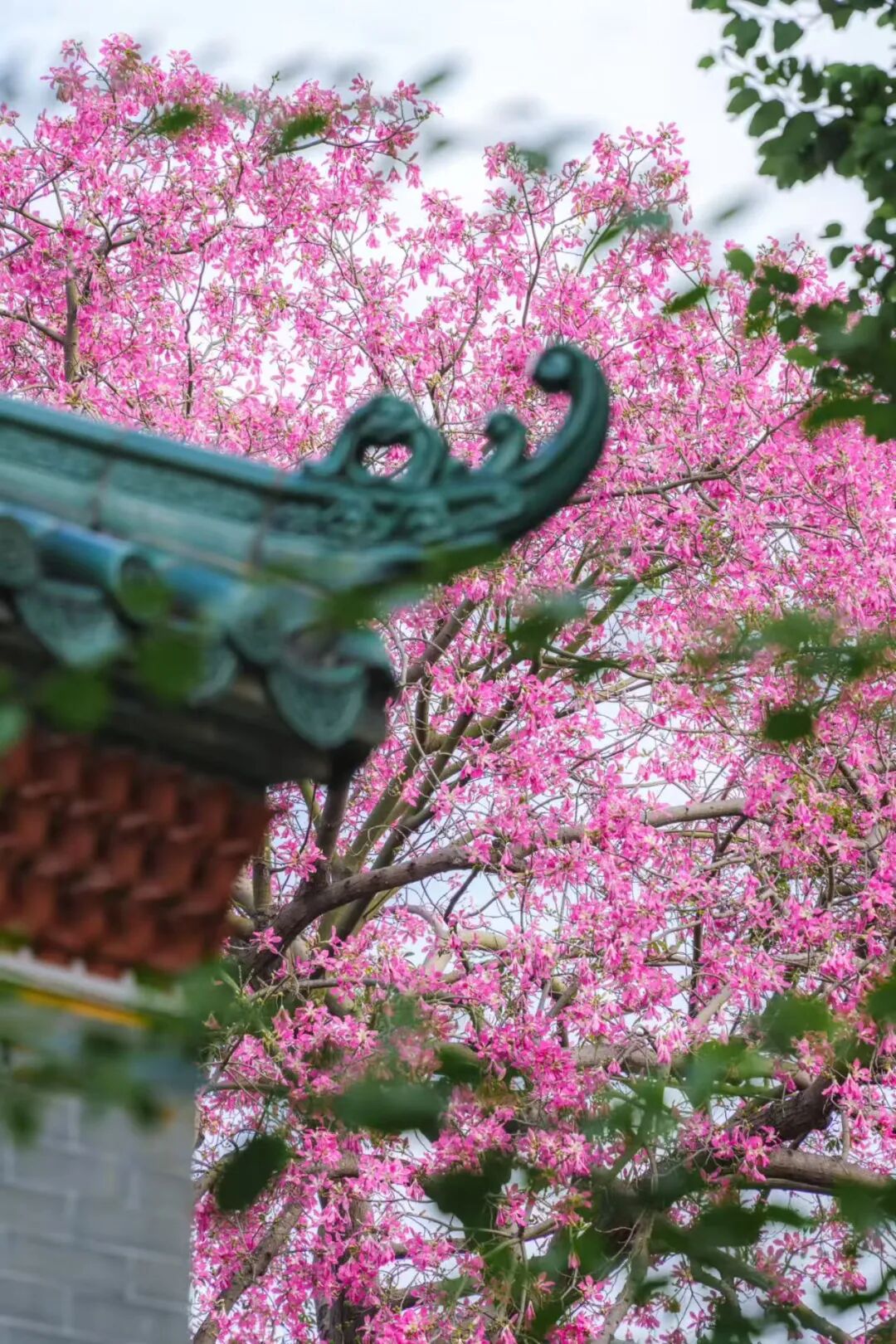 图/高法特
