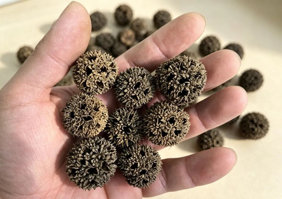 输卵管堵、久备难怀，越补越堵！记住两味药，一通一养调胞宫
