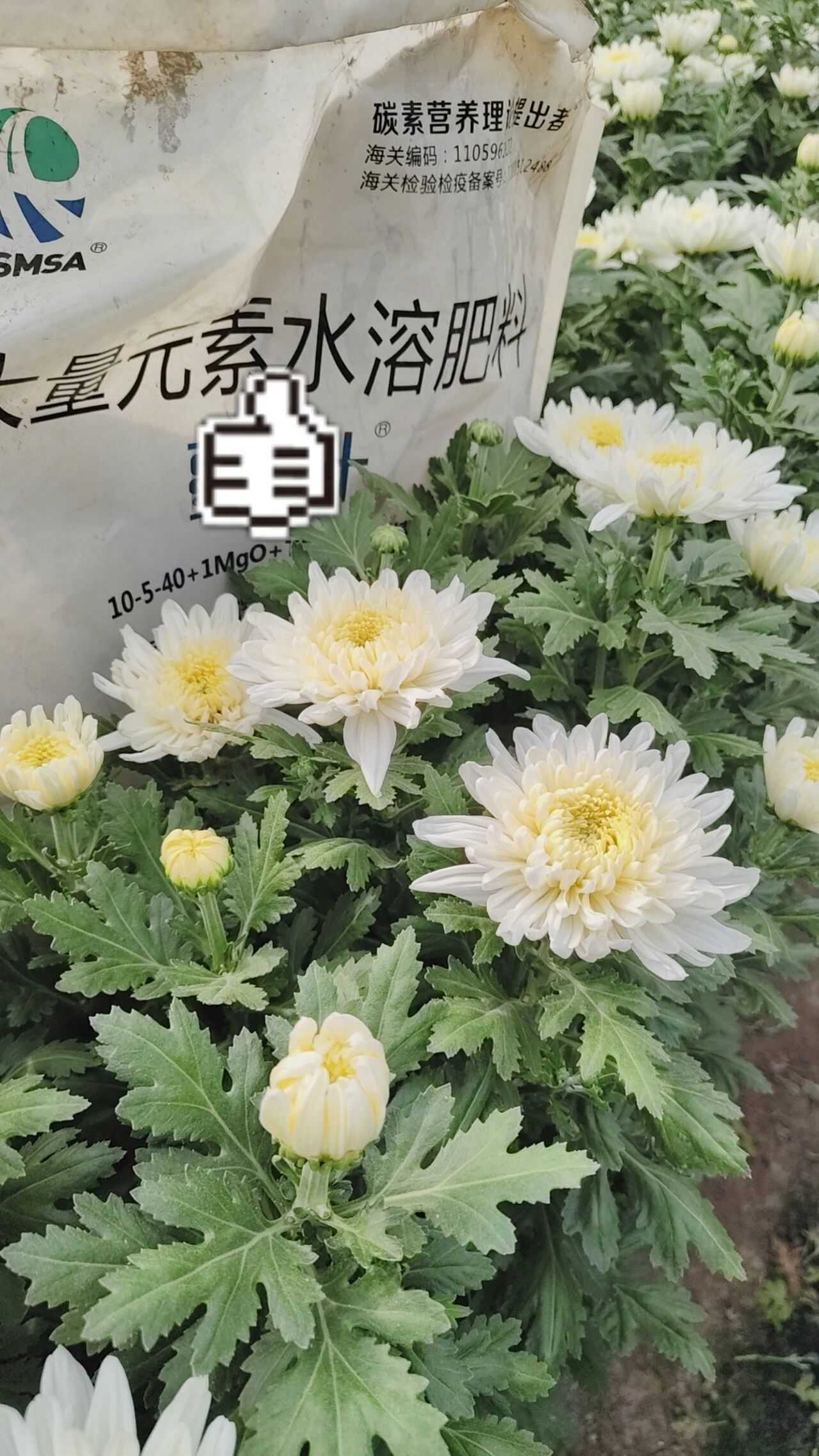 菊花的种植与管理攻略，快快收藏