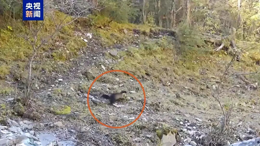 白音察干第二小学参加市科技馆“金雕飞”之青少年科学营｜乌兰察布科普科创号【2024.11.22】