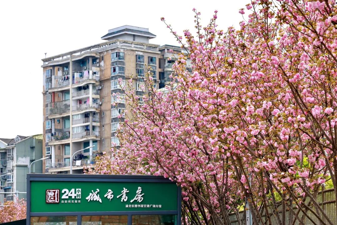 人少花美,渝北这个地方的樱花绚烂绽放-渝北区新时代文明实践中心
