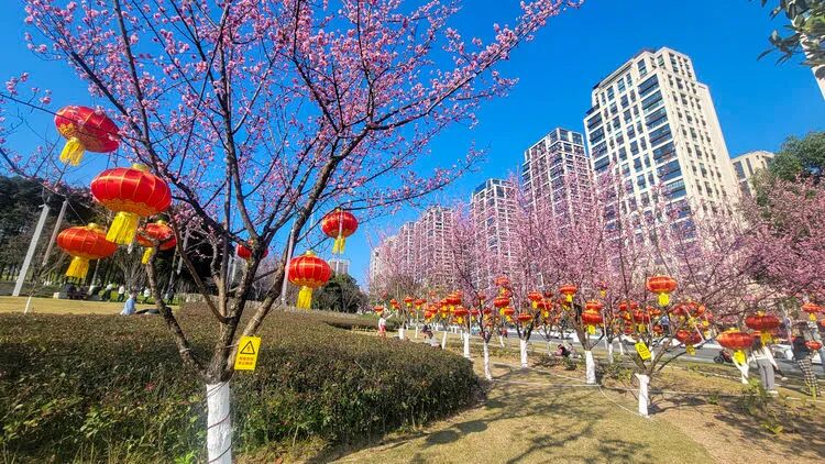 重庆渝北区:中央公园繁花盛开,点进来看看→-上游新闻 汇聚向上的力量