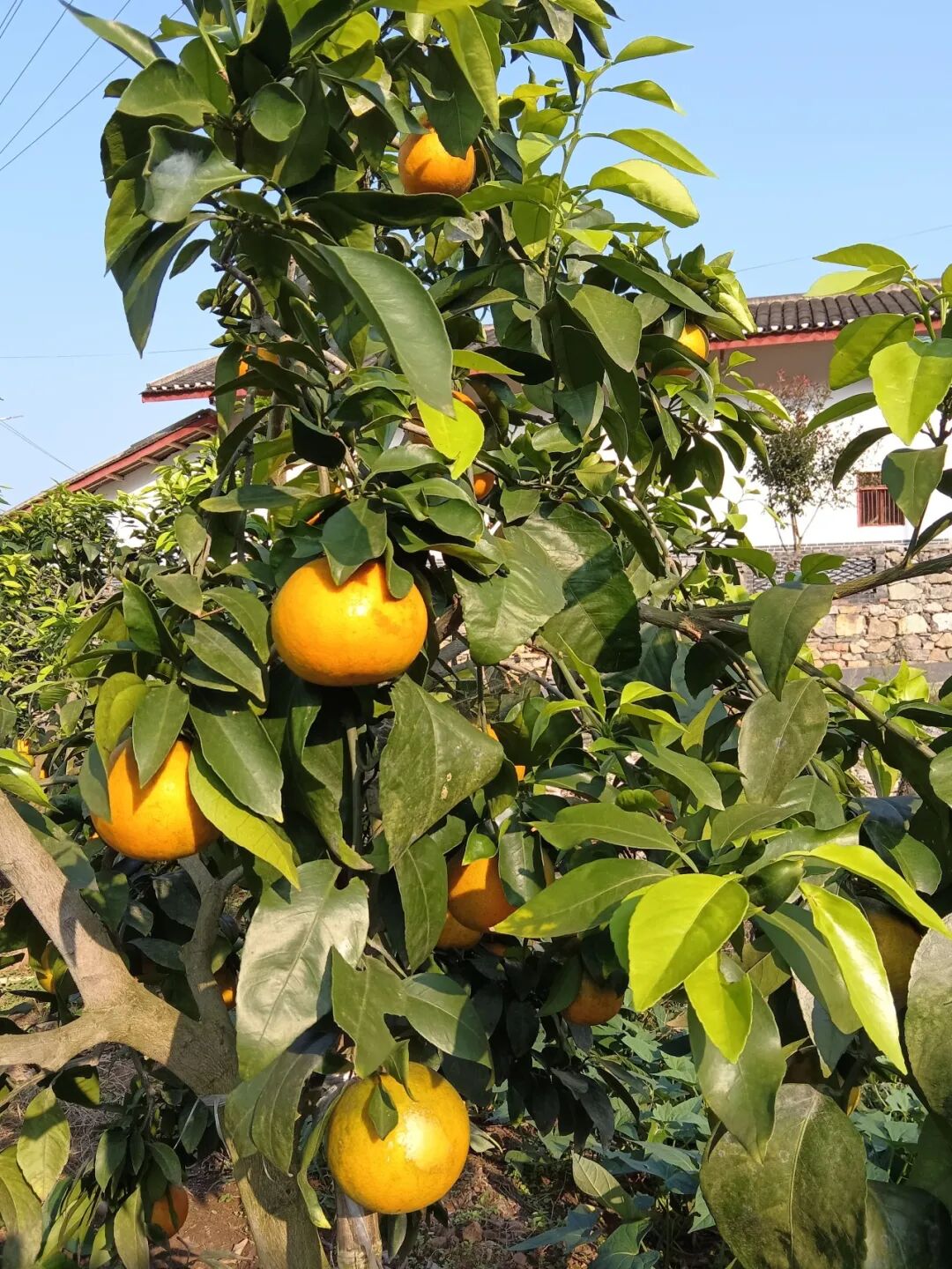 古路镇这个果冻橙"不摆了"