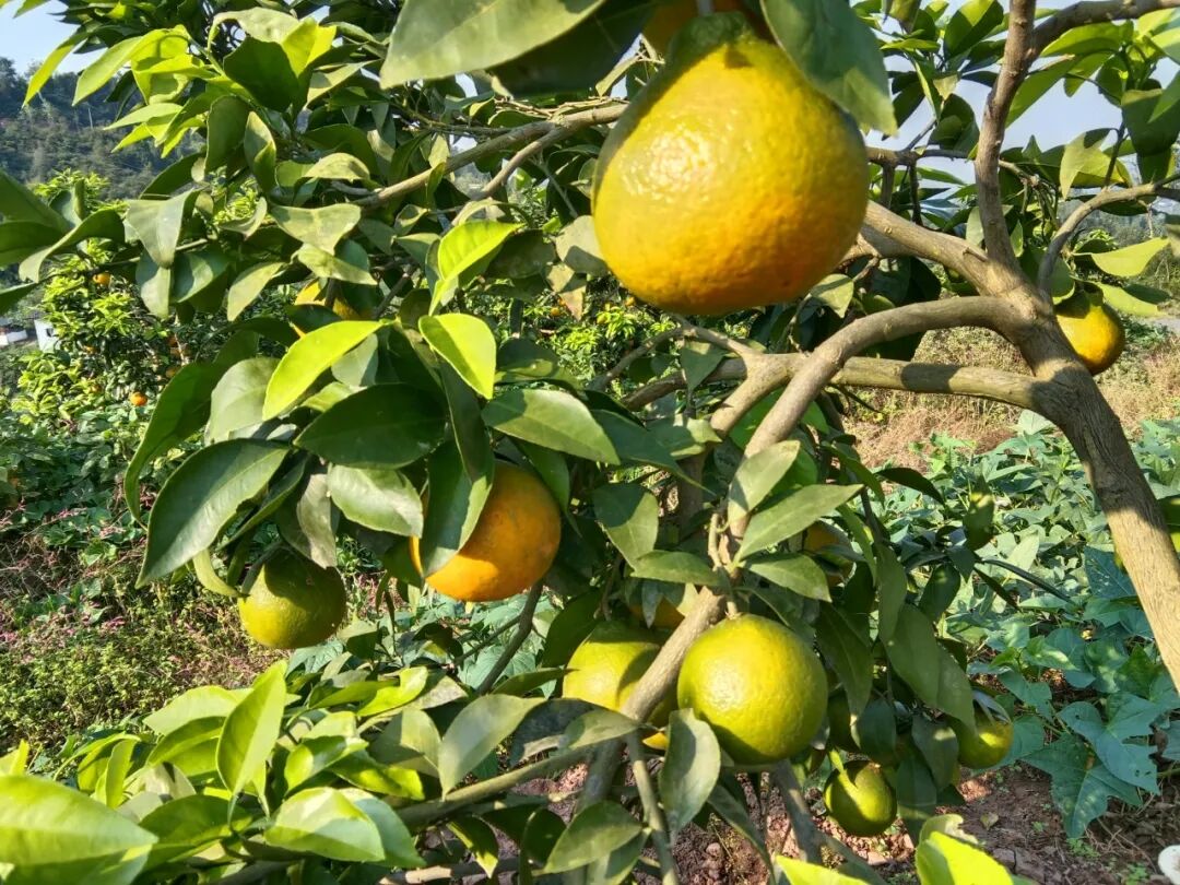 古路镇这个果冻橙"不摆了"