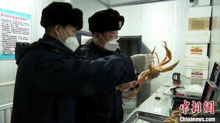 恢复通关后首次！30吨俄罗斯鲜活雪蟹从东宁口岸入境(图1)