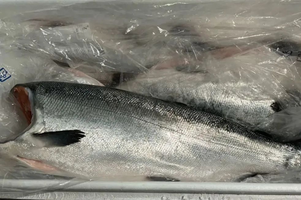 定了！全球最大的银鲑生产商—智利爱鲲将参展上海渔博会(图3)