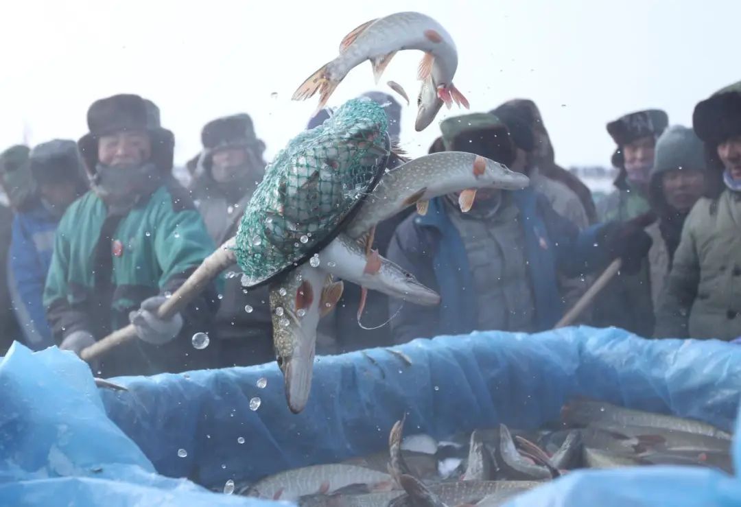 全国地理标志性水（海）产品推介会 | 福源福海特色地标水产推介会专场(图9)