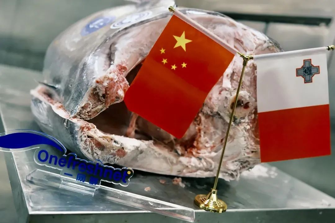 中国首次进口！单体重量达300斤，马耳他冰鲜蓝鳍金枪鱼正式落地上海(图4)