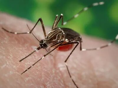 Aedes aegypti