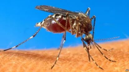 as it is scientists search for new ways to stop mosquitoes