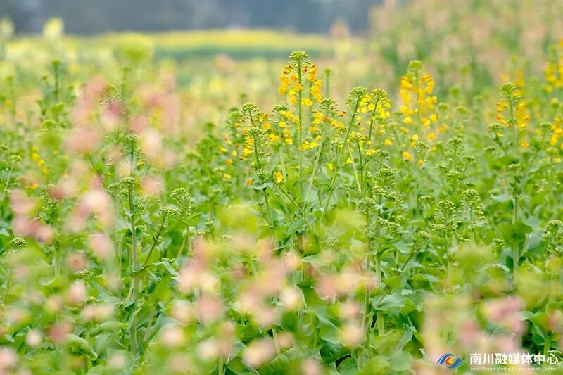 重庆南川区第三届繁花季启幕这个春天让我们相约鸣玉镇