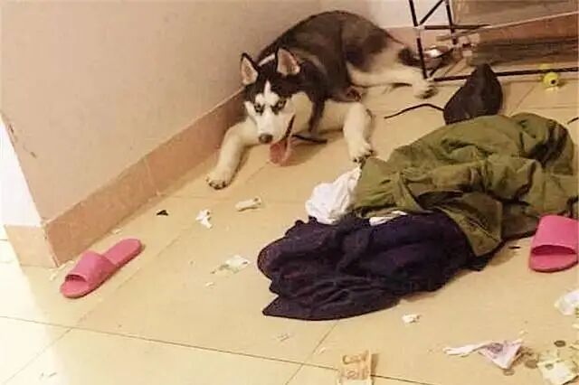 狗狗一旦患上，痛苦等级 = 人的重度抑郁！