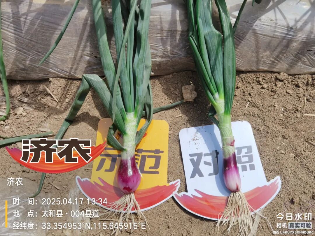 济农“黄金搭档”，洋葱植株壮鳞茎大(图4)