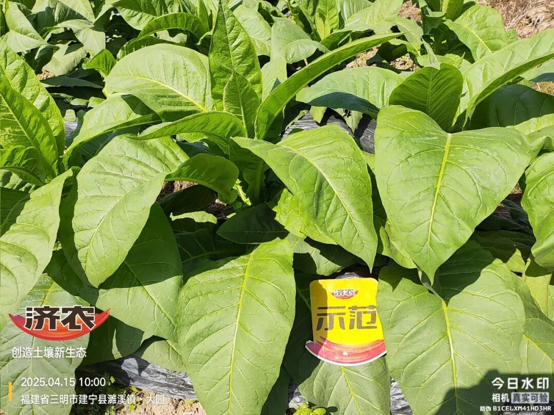 同样种烟叶，差距咋就这么大？(图5)