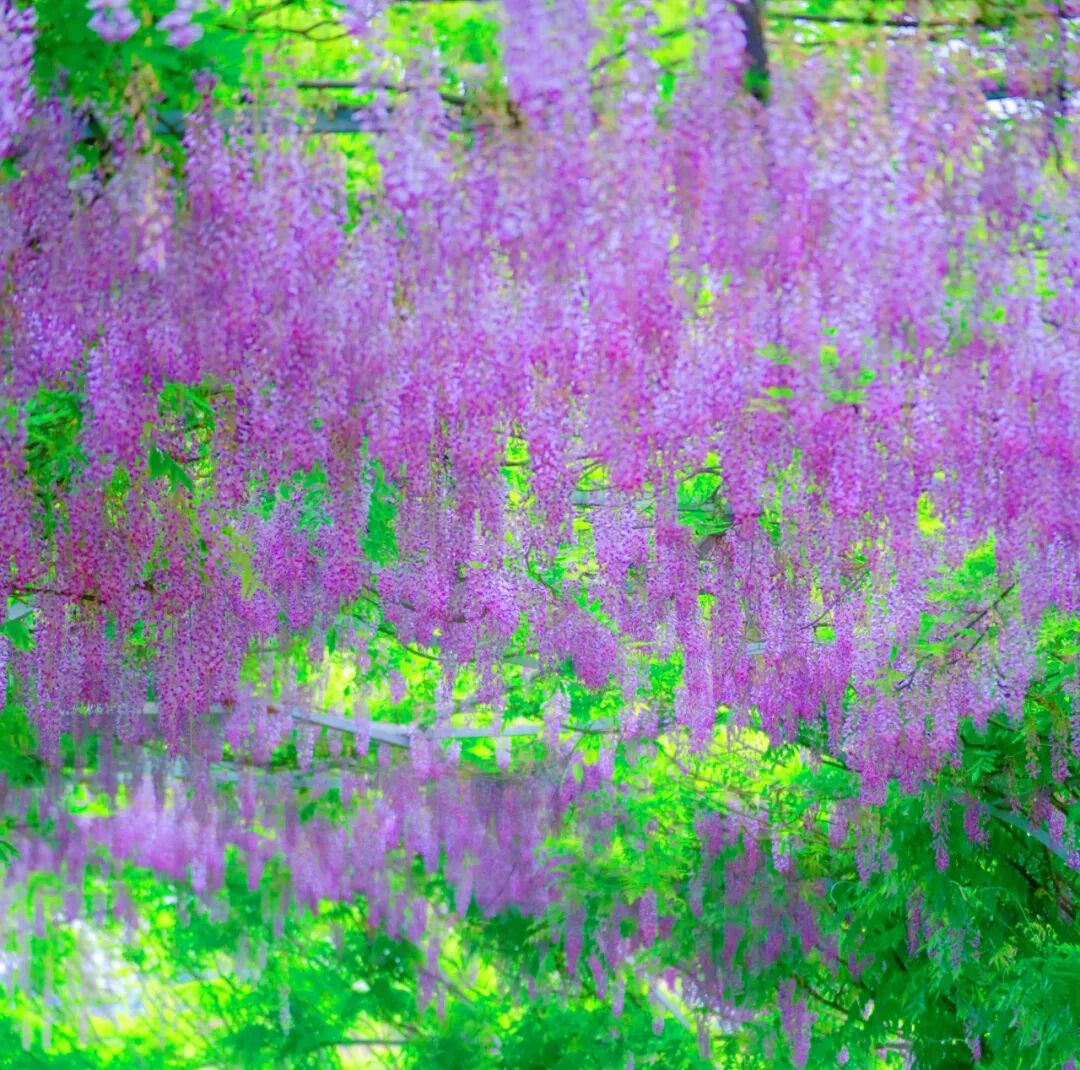 快约起江津紫藤花开正盛超梦幻