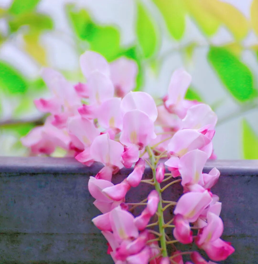 快约起江津紫藤花开正盛超梦幻