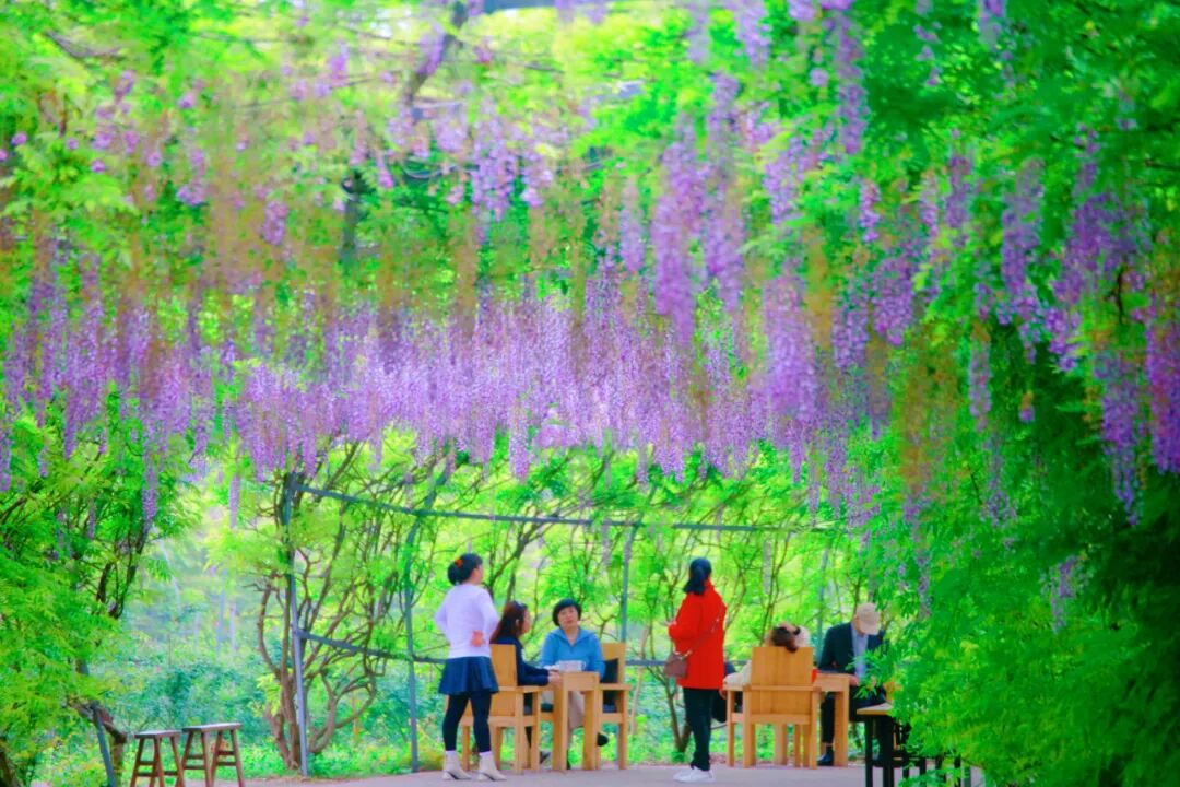 袁凤冰/摄在蓝色精灵蓝莓庄园里面如梦如幻的紫藤花有紫色,白色,粉红