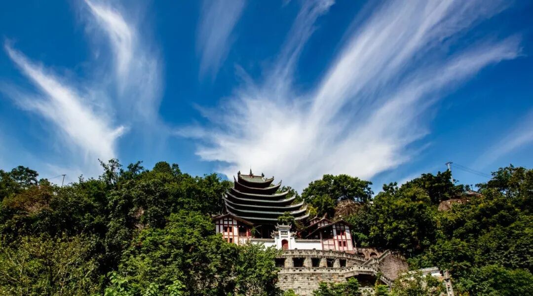 重庆:石门"清见"成熟啦!汁多味甜