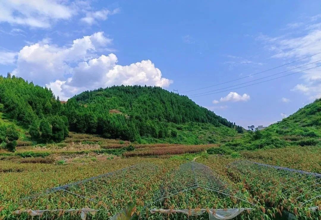 仁怀高粱让群众乐增收