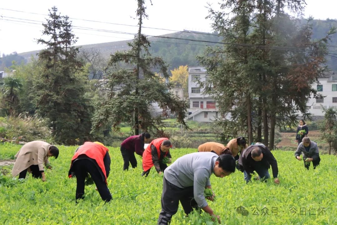 仁怀高粱让群众乐增收