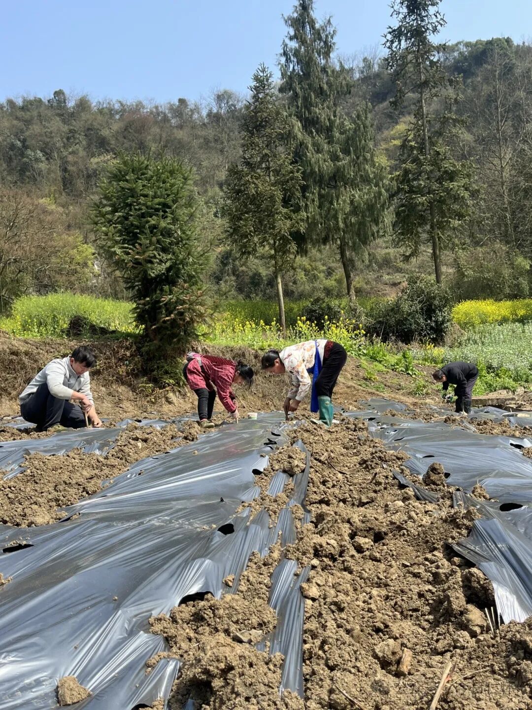 不负好春光蔬菜播种忙