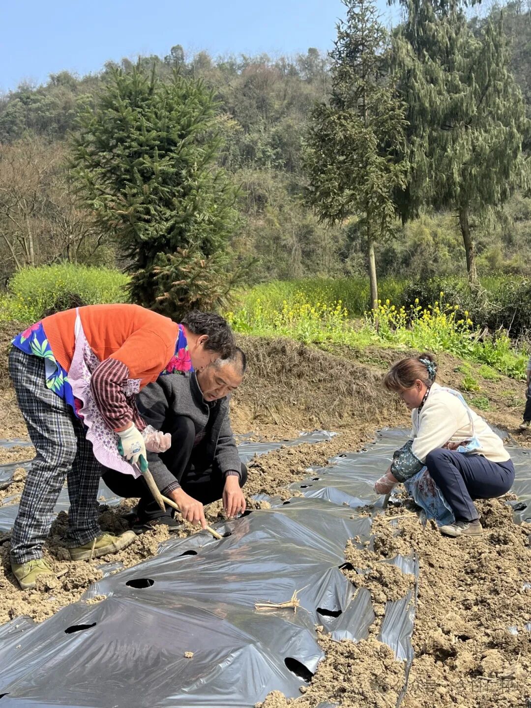不负好春光蔬菜播种忙