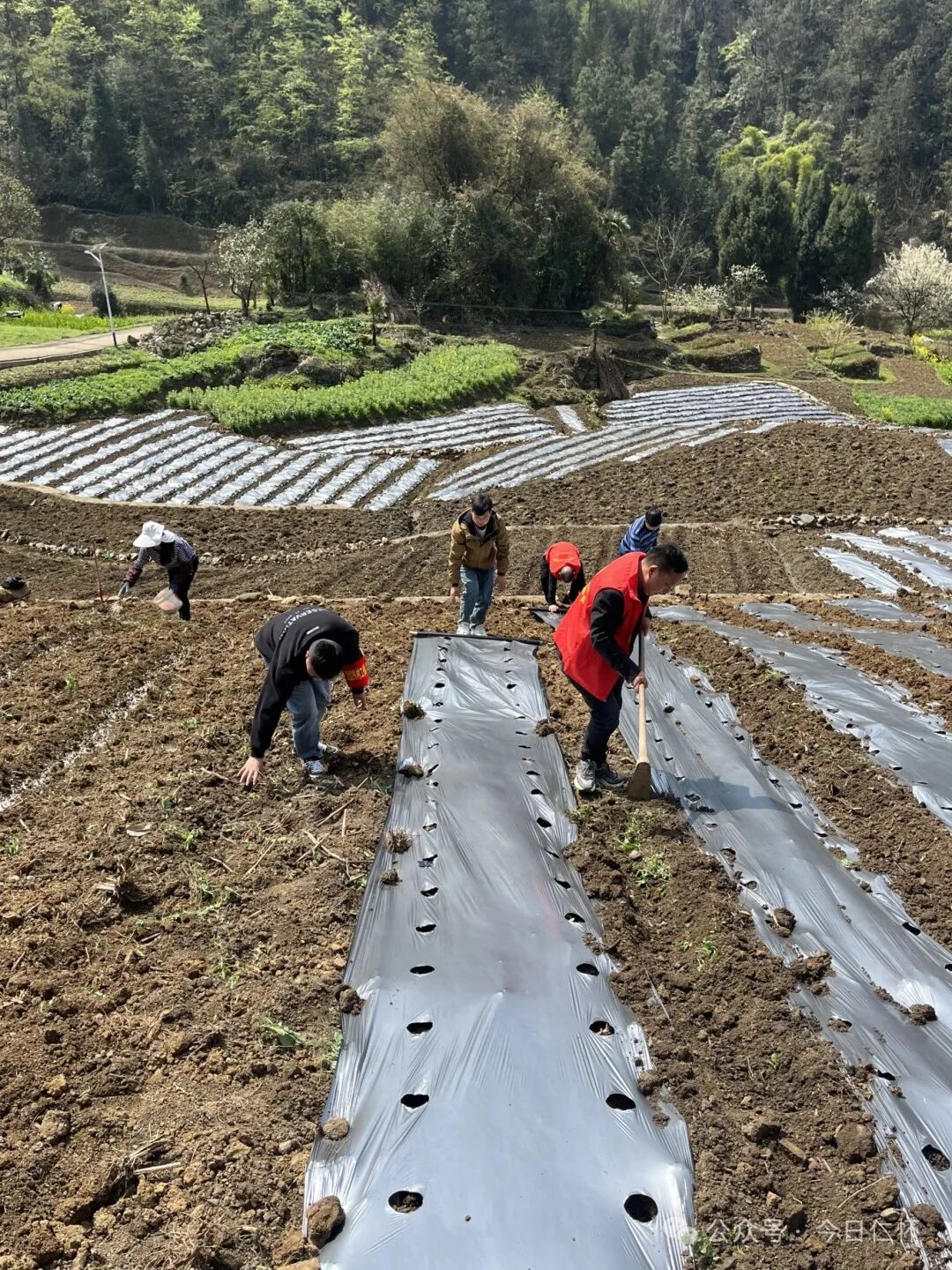 不负好春光蔬菜播种忙