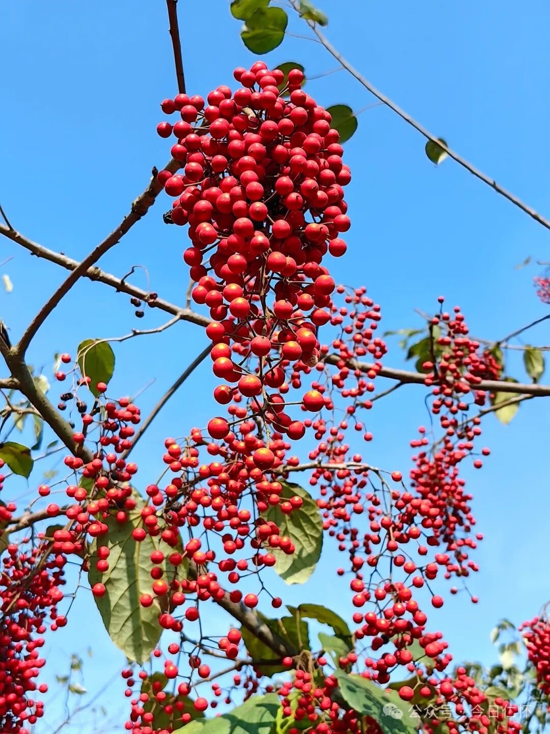 2017年合马镇依托退耕还林政策大力发展毛叶山桐子产业,成为贵州省