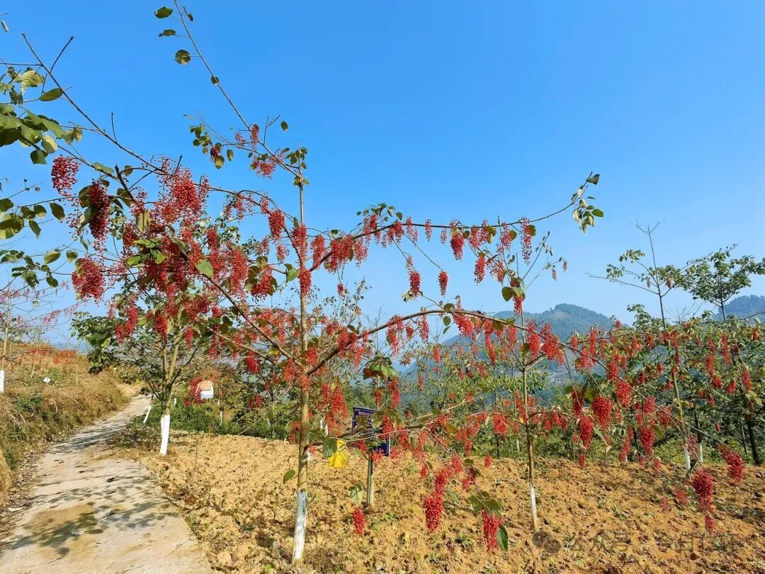 "目前,毛叶山桐子种植面积覆盖合马镇三个村,去年总收入42万元,今年