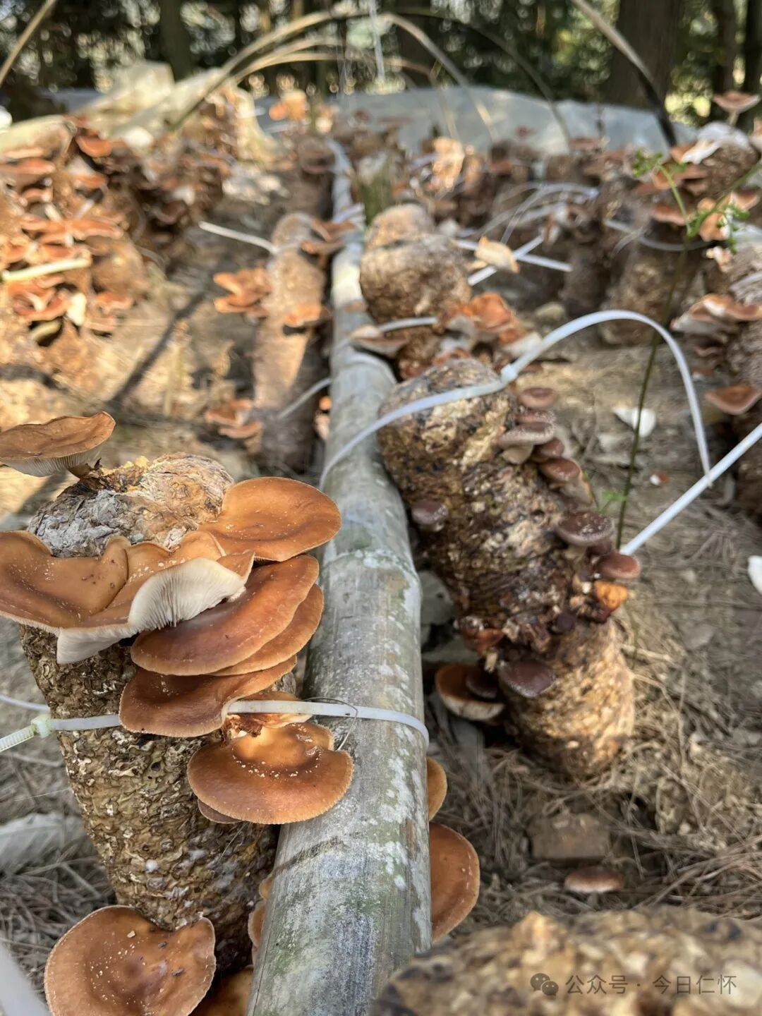 1000000元后山小菌菇撑起富民伞