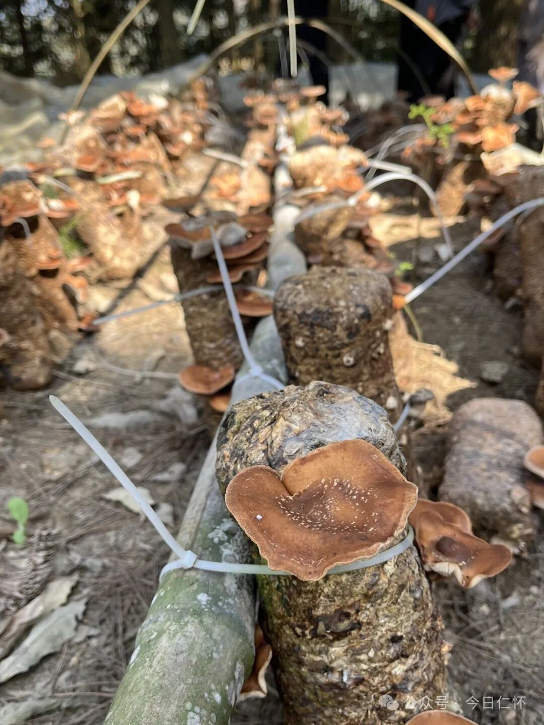 1000000元后山小菌菇撑起富民伞