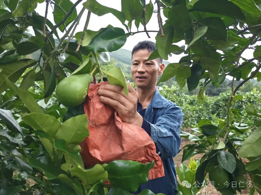 柚果满园,阵阵飘香,静待蜜柚大丰收.