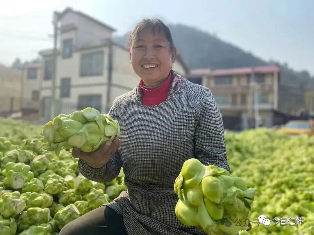 去年种了两亩榨菜,赚了2800元,加上卖高粱的收入,亩产值高达9520元