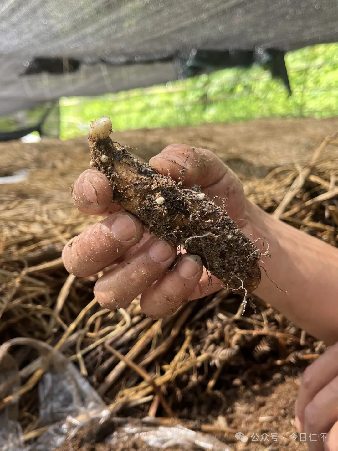 公司传授技术,提供麻种等方式鼓励周边群众一起种植乌天麻