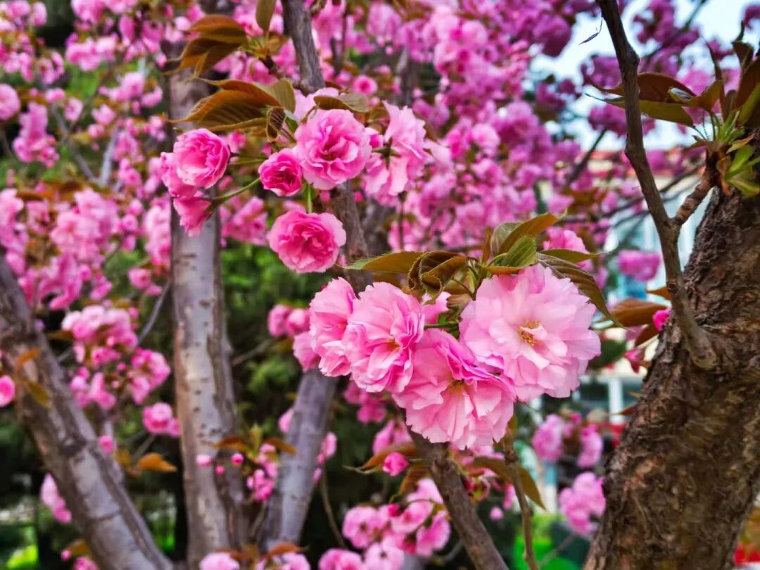 生机勃勃青春永驻锦绣定中