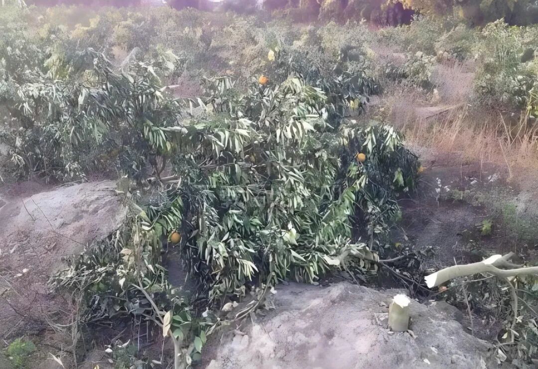砍除病树.jpg