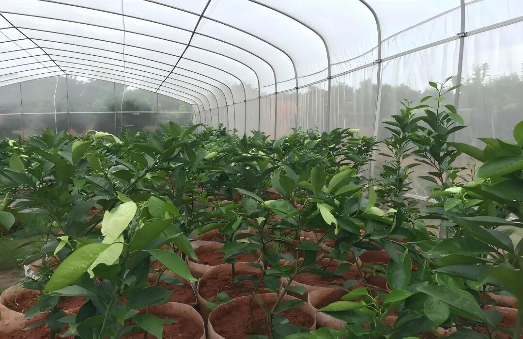 网棚假植安全大苗.jpg