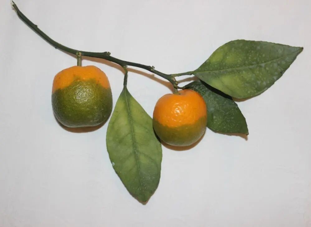 红鼻子果.jpg