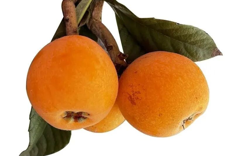 四月劝你多吃枇杷